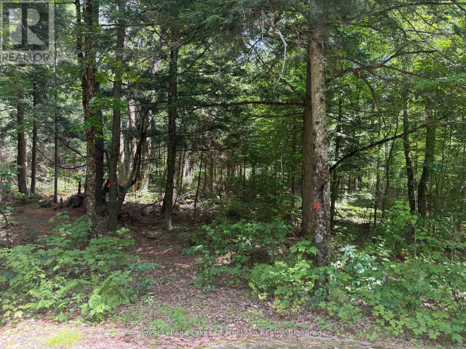 0 Axe Lake Road, Mcmurrich/monteith, Ontario  P0A 1X0 - Photo 4 - X13580616