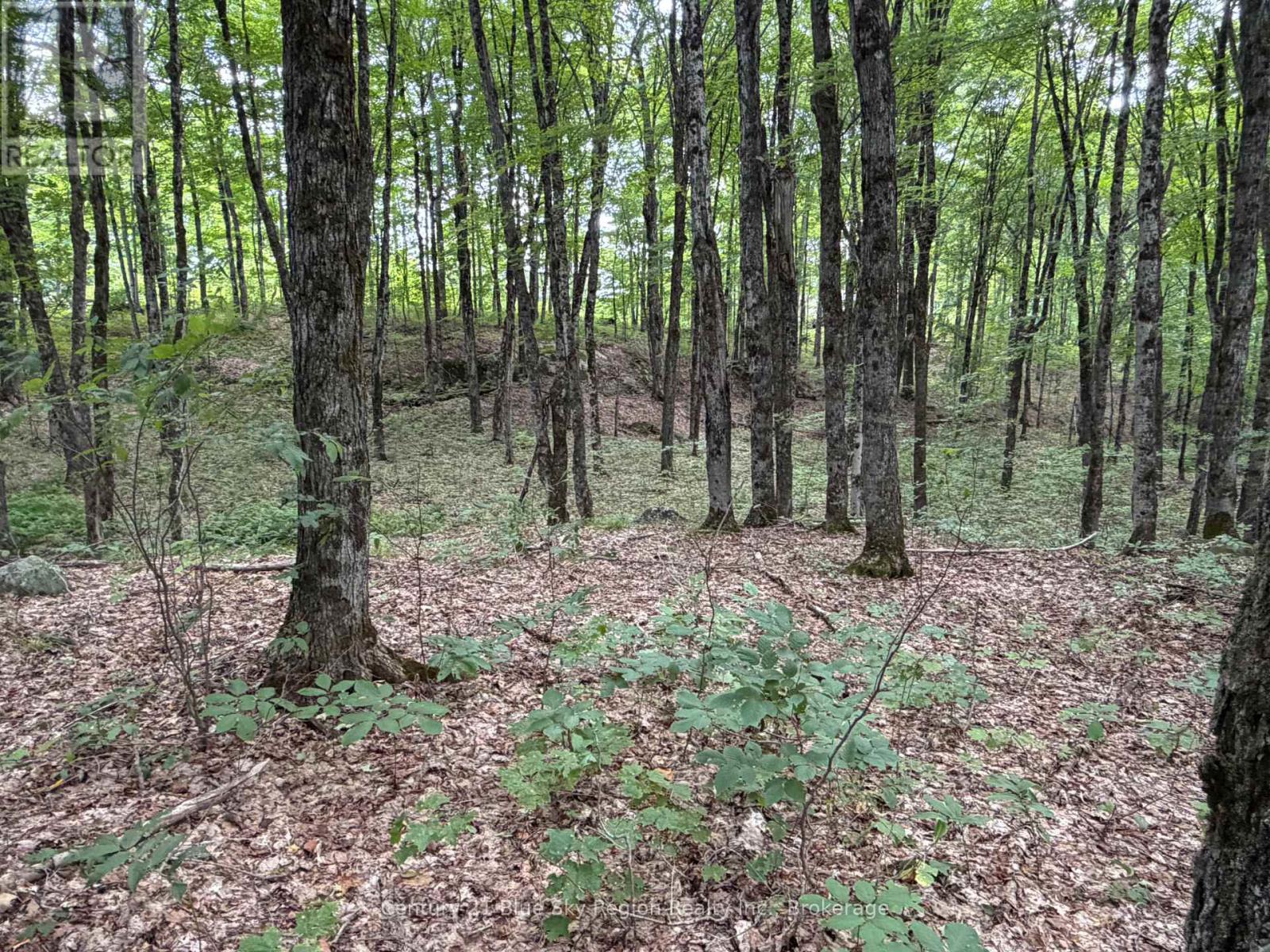 Part Lot 11 & 12 Chikopi Road, Magnetawan, Ontario P0A 1P0 - Photo 3 - X13582856