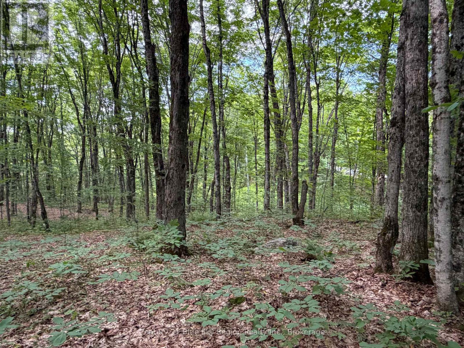 Part Lot 11 & 12 Chikopi Road, Magnetawan, Ontario P0A 1P0 - Photo 4 - X13582856