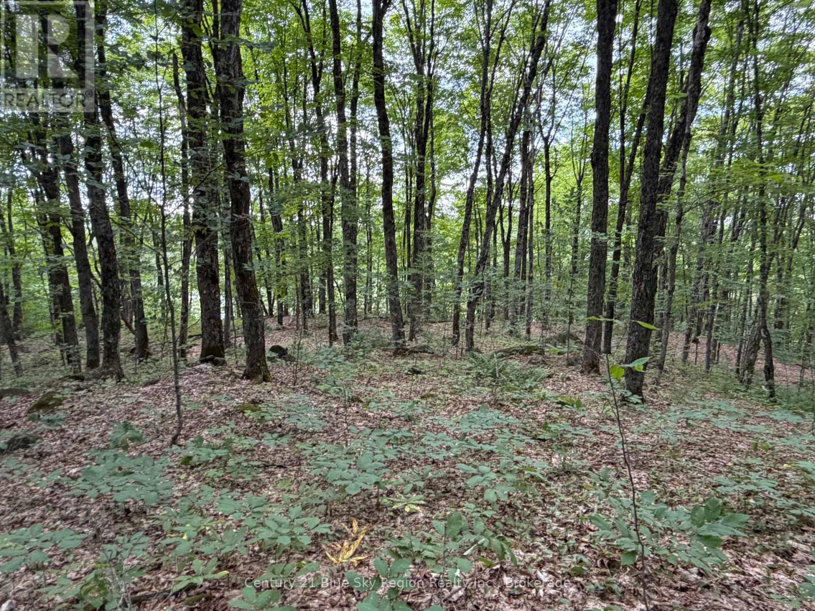 Part Lot 11 & 12 Chikopi Road, Magnetawan, Ontario P0A 1P0 - Photo 5 - X13582856