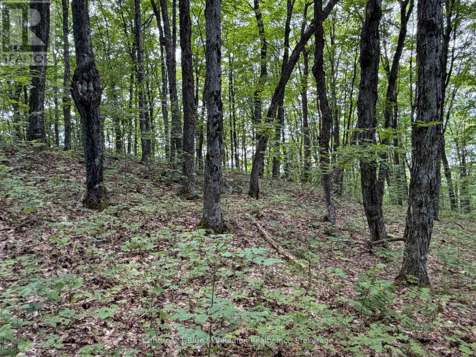 Part Lot 11 & 12 Chikopi Road, Magnetawan, Ontario P0A 1P0 - Photo 7 - X13582856