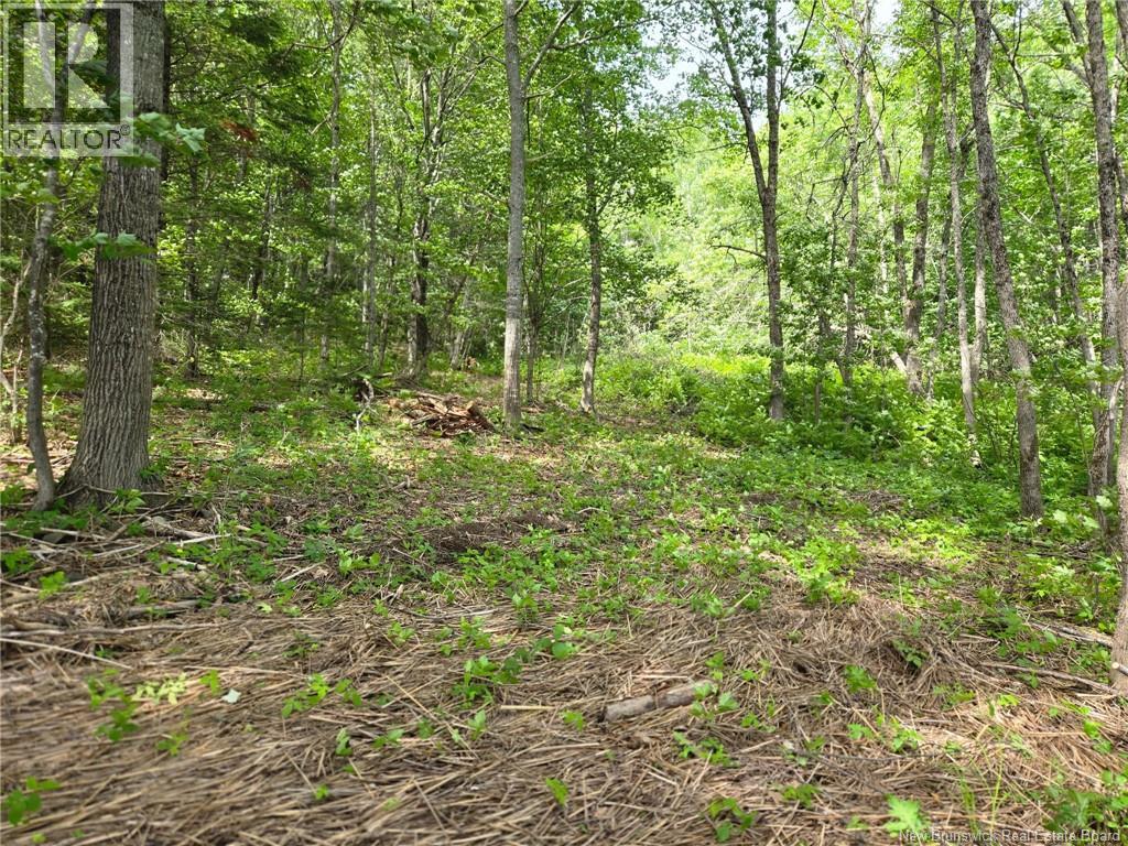 Lot Elm Hill Road, Hampstead, New Brunswick  E1B 2A4 - Photo 26 - NB144500