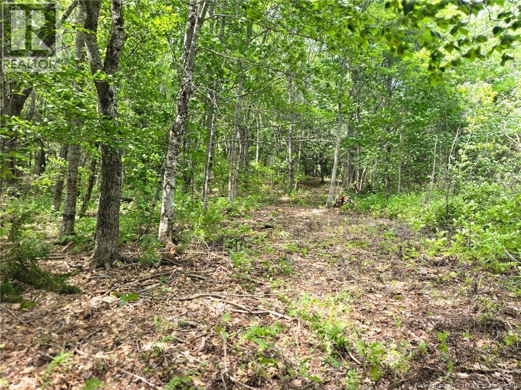 Lot Elm Hill Road, Hampstead, New Brunswick  E1B 2A4 - Photo 17 - NB144500