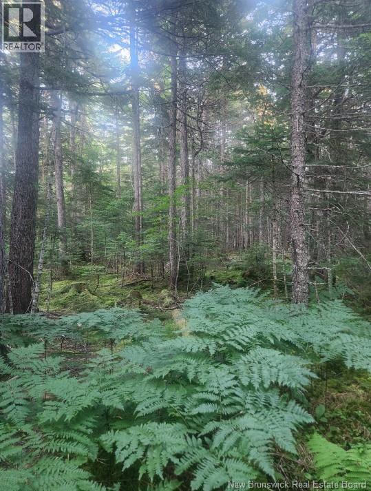 37.8 Hec Bettsburg Road, Bettsburg, New Brunswick E9C 1L1 - Photo 7 - NB144665