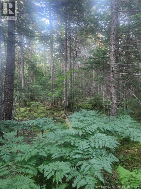 37.8 Hec Bettsburg Road, Bettsburg, New Brunswick E9C 1L1 - Photo 4 - NB144665