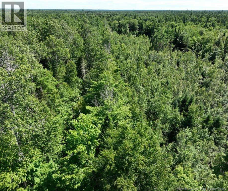 37.8 Hec Bettsburg Road, Bettsburg, New Brunswick E9C 1L1 - Photo 16 - NB144665
