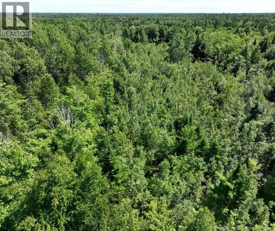 37.8 Hec Bettsburg Road, Bettsburg, New Brunswick E9C 1L1 - Photo 17 - NB144665