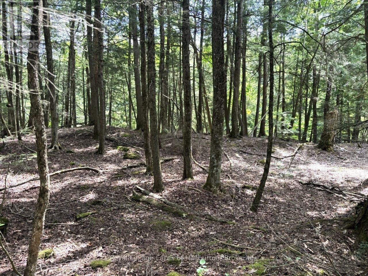 Beside 1456 Crystal Lake Road, Trent Lakes, Ontario  K0M 2A0 - Photo 31 - X13604358