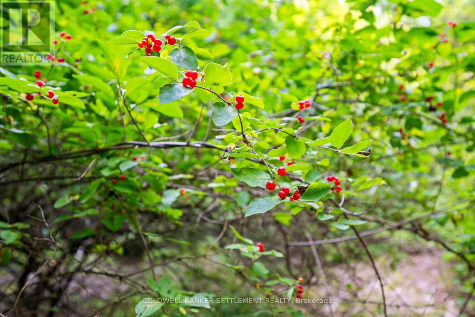 Lot 30 Thompson Drive, Drummond/north Elmsley, Ontario  K7H 3C7 - Photo 15 - X13611508