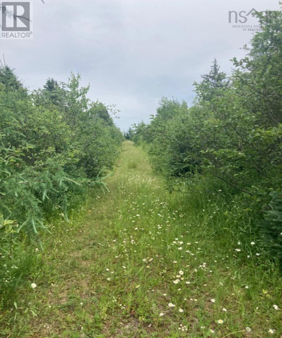 Lot 20c Ashfield Road, River Denys, Nova Scotia  B0E 2Y0 - Photo 6 - 202611516
