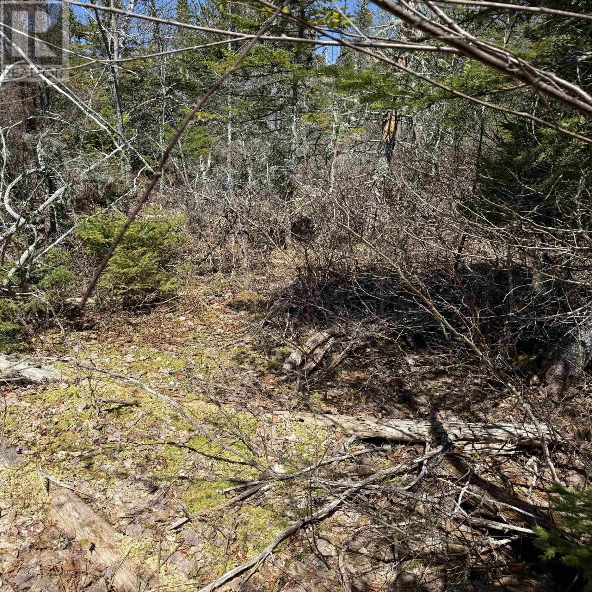 Lot 22 Marble Mountain Road, South Side River Denys, Nova Scotia  B0E 2Y0 - Photo 19 - 202611650