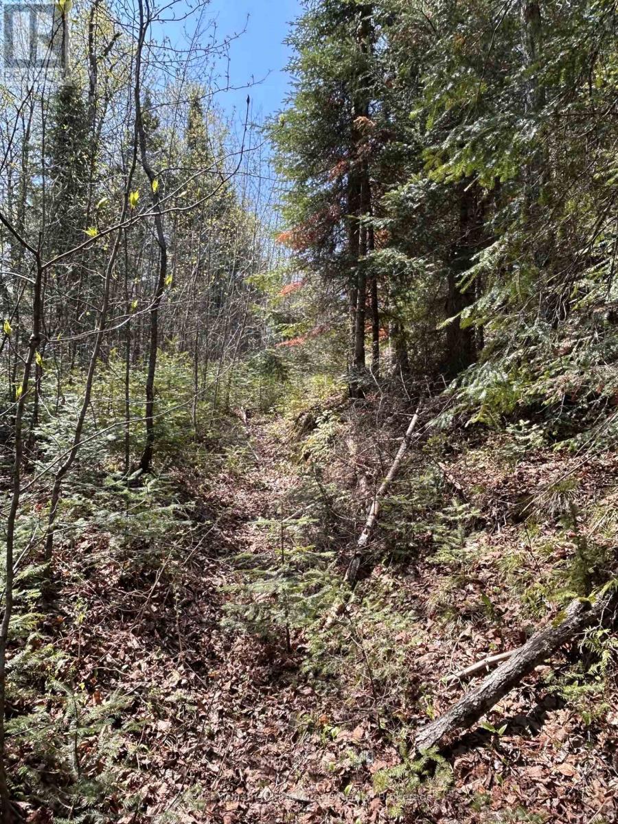 0 Highway 118, Faraday, Ontario  K0L 1C0 - Photo 7 - X13153456