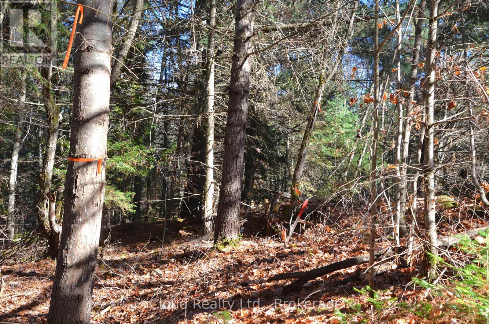 2 And 3 Parker Bay Road, Whitestone, Ontario  P0G 1G0 - Photo 28 - X12913734