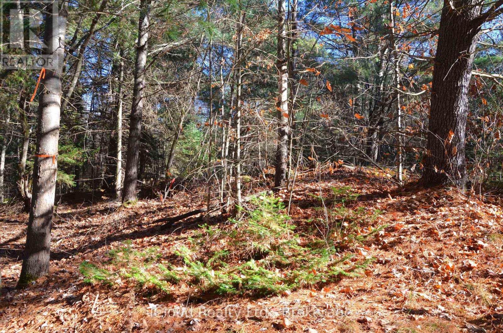 2 And 3 Parker Bay Road, Whitestone, Ontario  P0G 1G0 - Photo 29 - X12913734