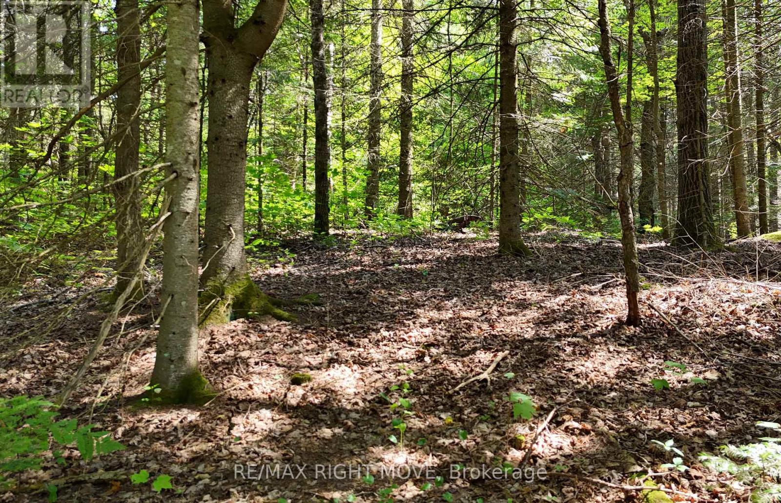 50 Sunrise Drive, Kearney, Ontario  P0A 1M0 - Photo 6 - X13631562