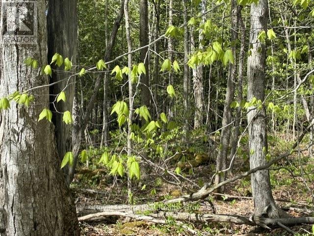 N/a Sutter Road Road W, Northern Bruce Peninsula, Ontario  N0H 1W0 - Photo 11 - X13212422