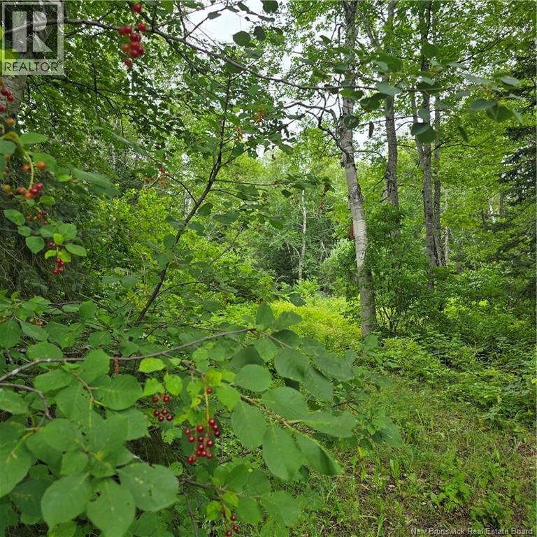 608 Rte 322, Sainte-Thérèse Sud, New Brunswick  E8K 2W4 - Photo 2 - NB145212