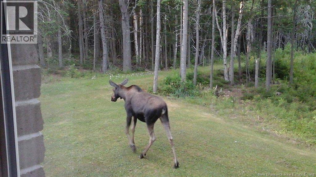 3515 Route 530, Grande-Digue, New Brunswick  E4R 5H4 - Photo 45 - NB145185