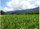 7160 97-A Highway, Grindrod, BC V0E 2K0