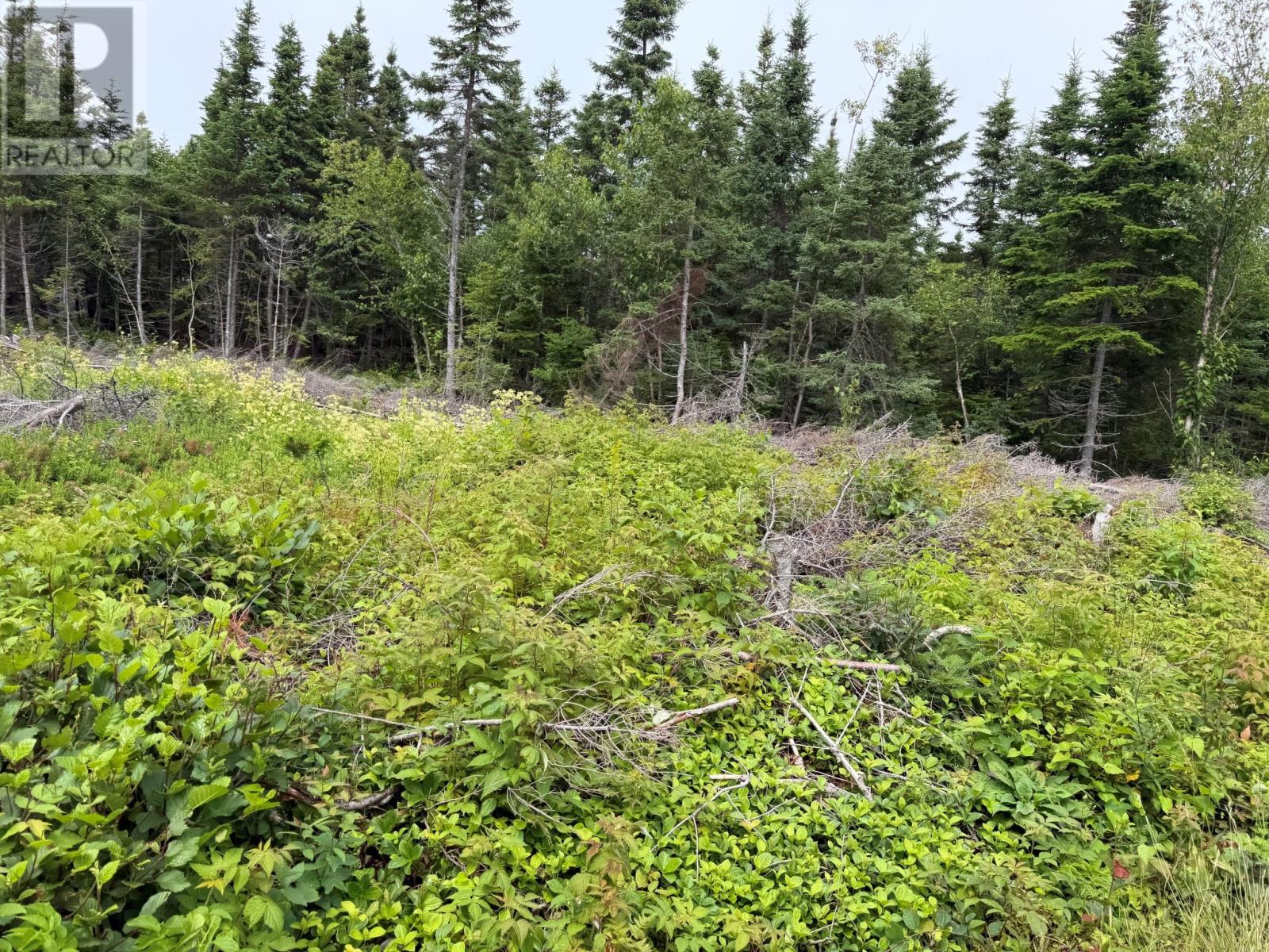 0 Main Street, Dog Bay, Newfoundland & Labrador A0G 3R0 - Photo 9 - 1299404