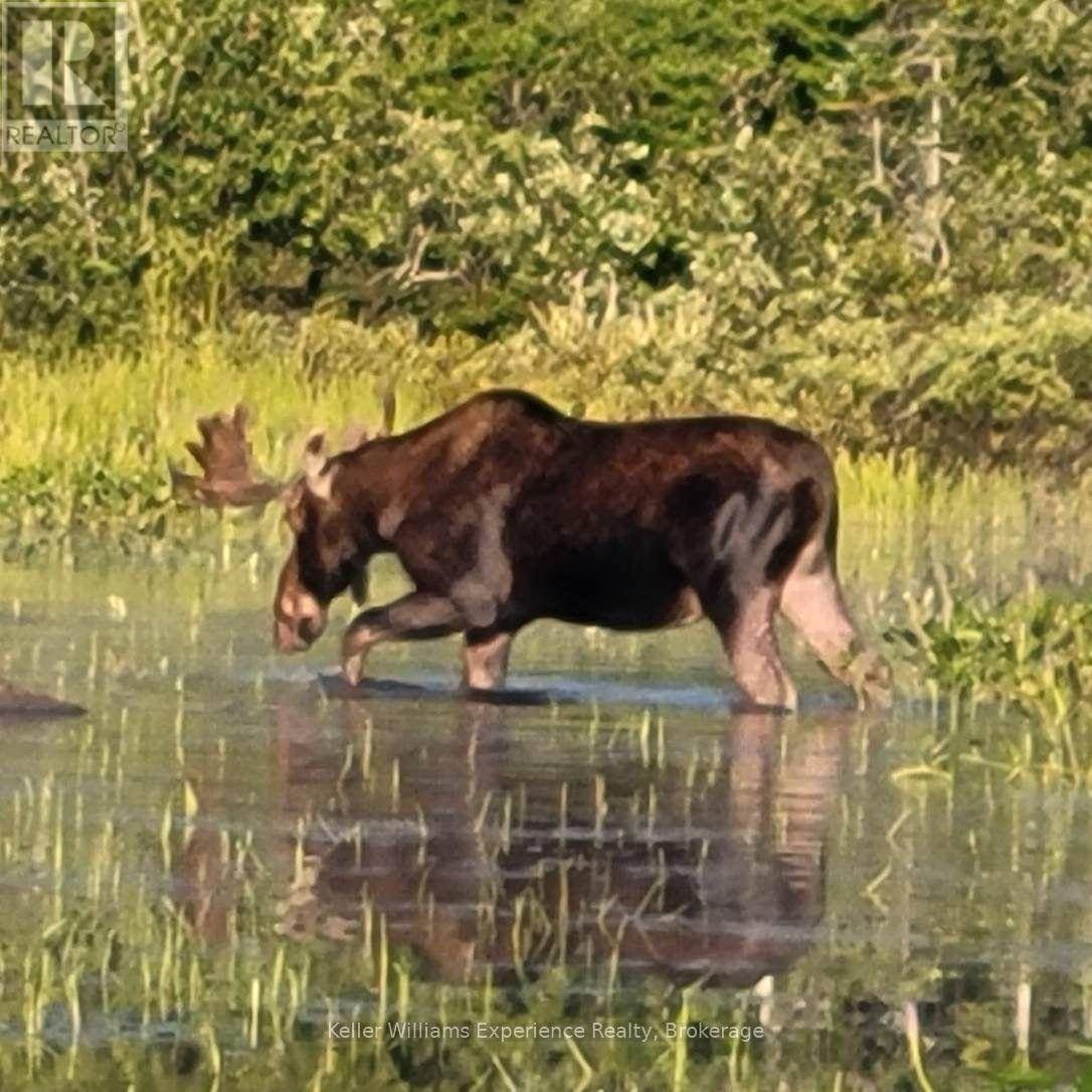 9000 Galeairy Lake, South Algonquin, Ontario  K0J 2M0 - Photo 25 - X13649750
