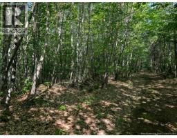 Wood Lot Green Road, Elgin, New Brunswick