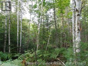 Lot 2004-1 Charters Settlement Road, Charters Settlement, New Brunswick  E3C 1W7 - Photo 8 - NB145497