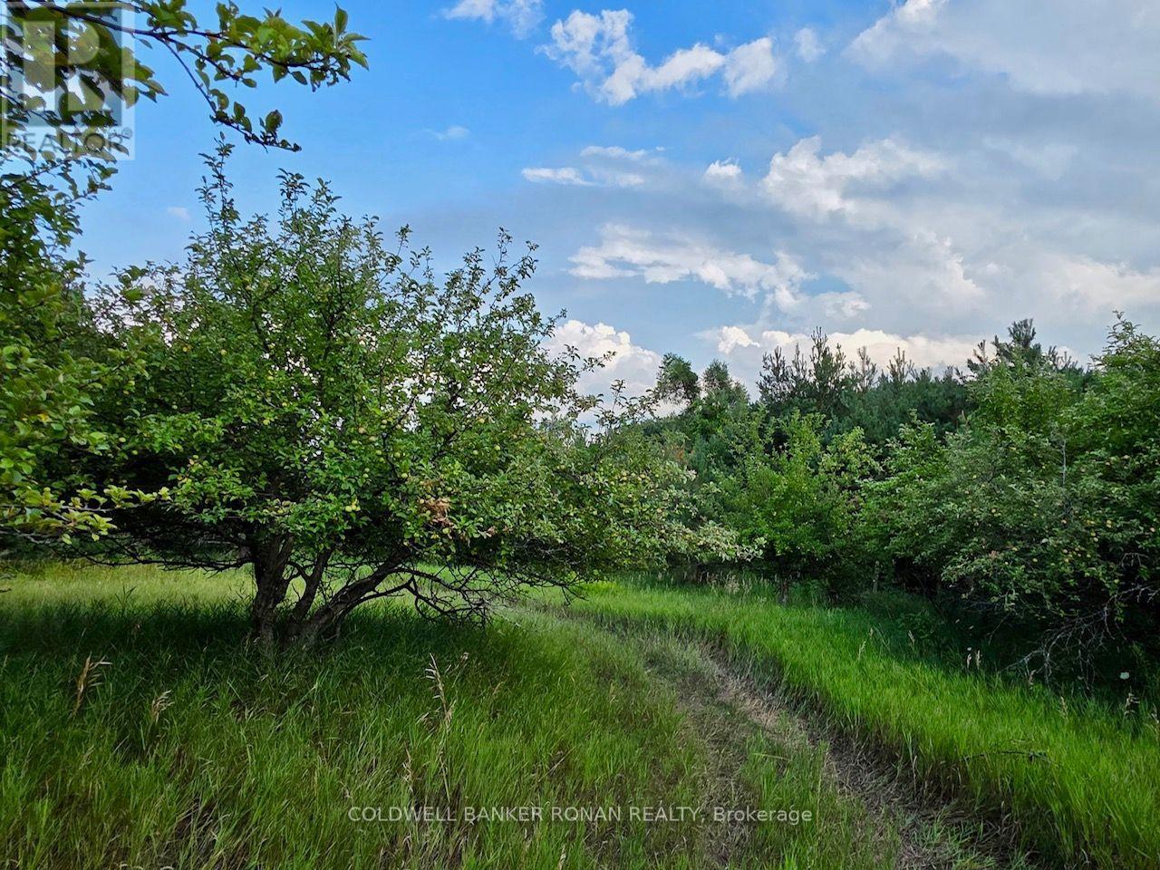 3430 Concession 3 S, Clearview (Creemore), Ontario  L0M 1G0 - Photo 43 - S13651496