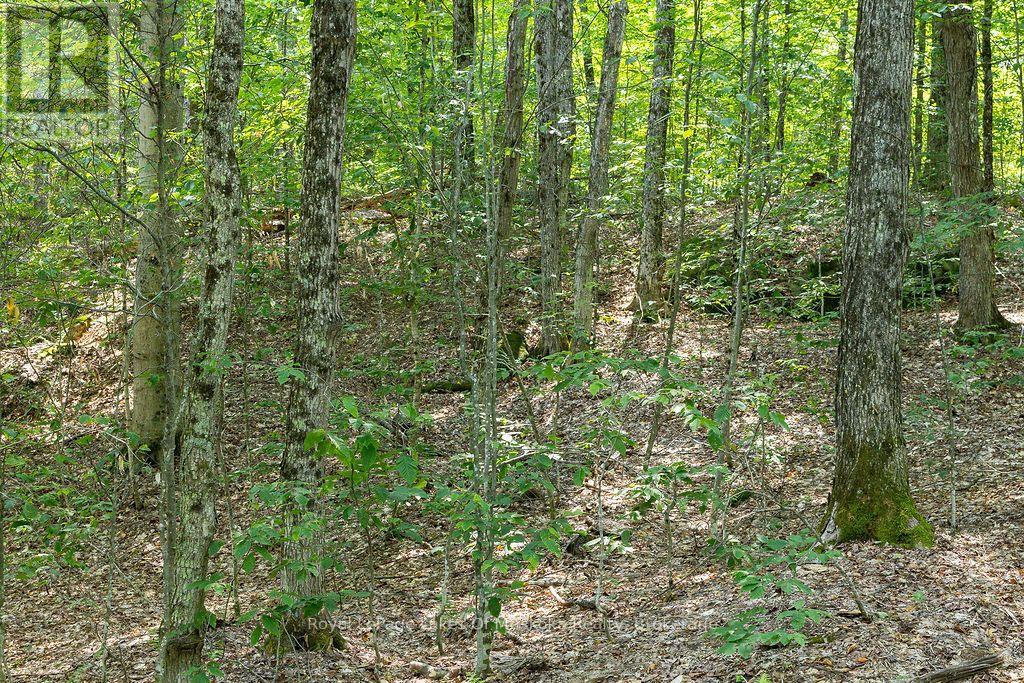 Lot #15 - 101 Gryffin Bluffs Lane, Huntsville, Ontario  P0B 1M0 - Photo 11 - X13651810