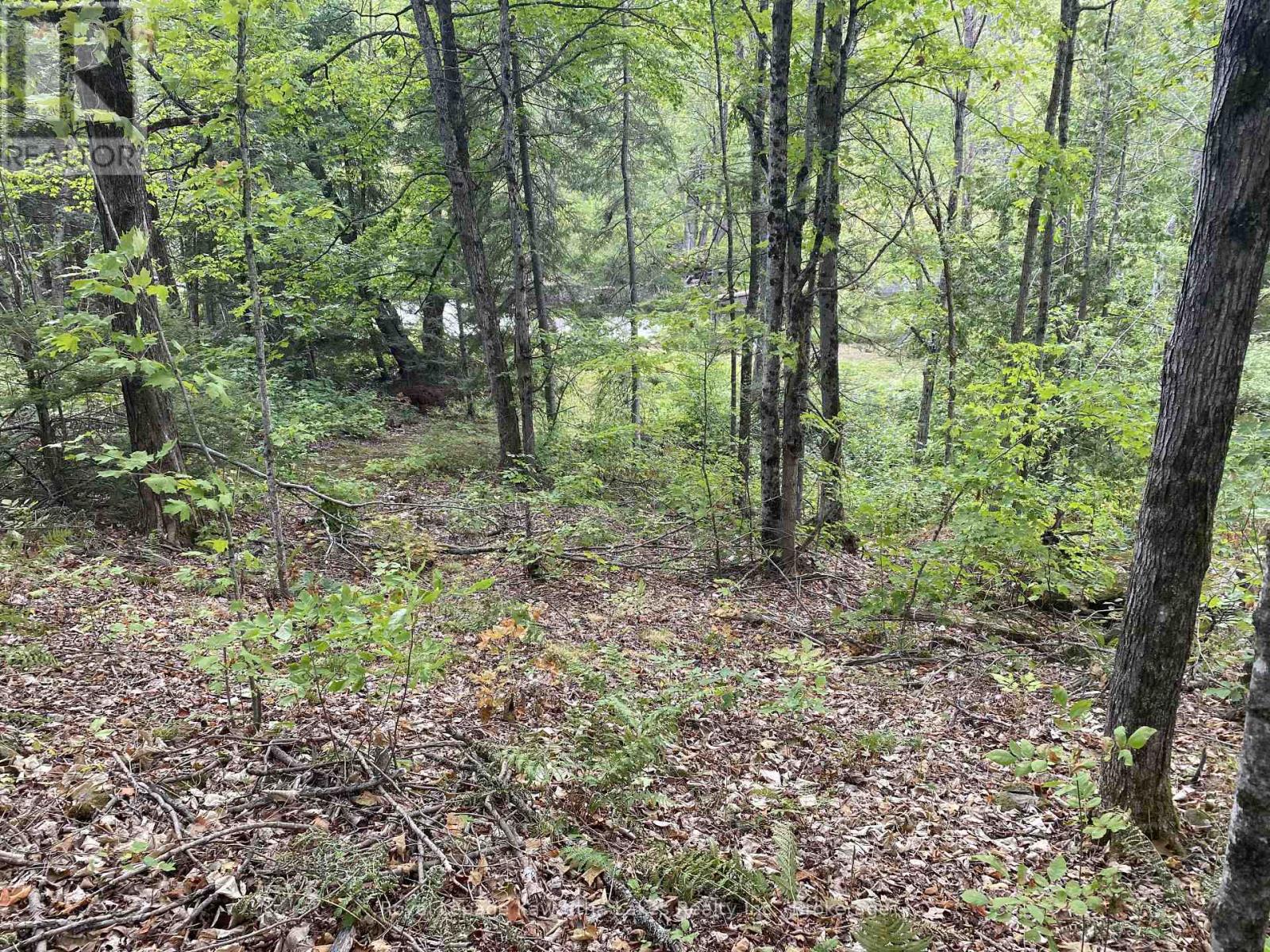 Pt Lot 36 Edwina Drive, Trent Lakes, Ontario K0M 1A0 - Photo 21 - X12356493