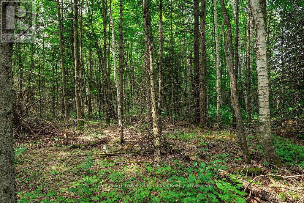 167 North Pickerel Lake Road, Armour, Ontario  P0A 1C0 - Photo 15 - X13659258