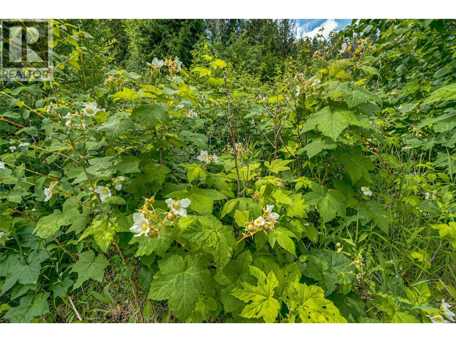 Richlands Road, Cherryville, British Columbia  V0E 2G1 - Photo 32 - 10395201