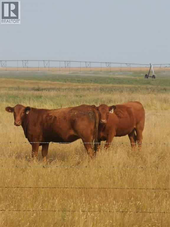 162 Hays Rd 30 N, Hays, Alberta  T0K 1B0 - Photo 14 - A2290210
