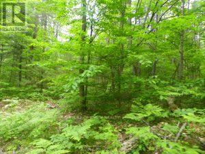50 Acres In Muskoka North Of Bala - Pcl 31045, Muskoka Lakes, Ontario P0C 1A0 - Photo 5 - X13662728
