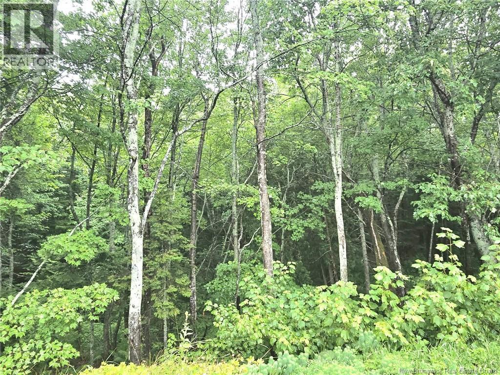 11 Robertson Brook Road, Brantville, New Brunswick  E9H 1M1 - Photo 38 - NB145652