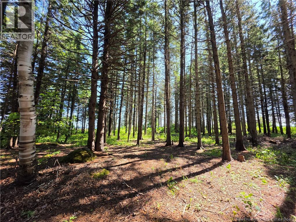2.3 Acres Route 134, Petit-Rocher-Nord, New Brunswick  E8J 2E5 - Photo 6 - NB145759