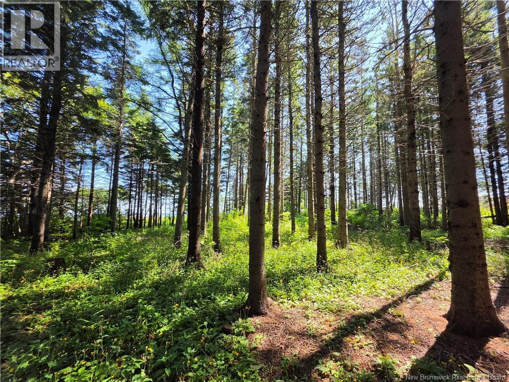 2.3 Acres Route 134, Petit-Rocher-Nord, New Brunswick  E8J 2E5 - Photo 7 - NB145759