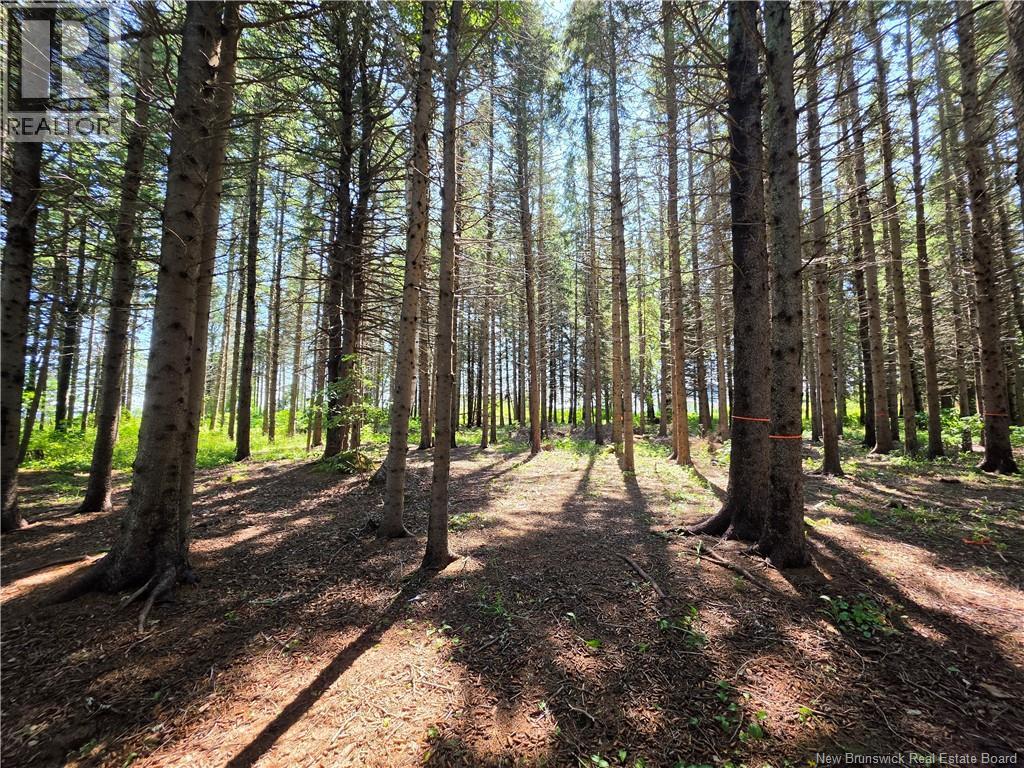 2.3 Acres Route 134, Petit-Rocher-Nord, New Brunswick  E8J 2E5 - Photo 5 - NB145759