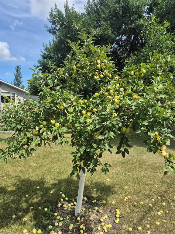 25 Crown Valley Road W, New Bothwell, Manitoba  R0A 1C0 - Photo 20 - 202620128