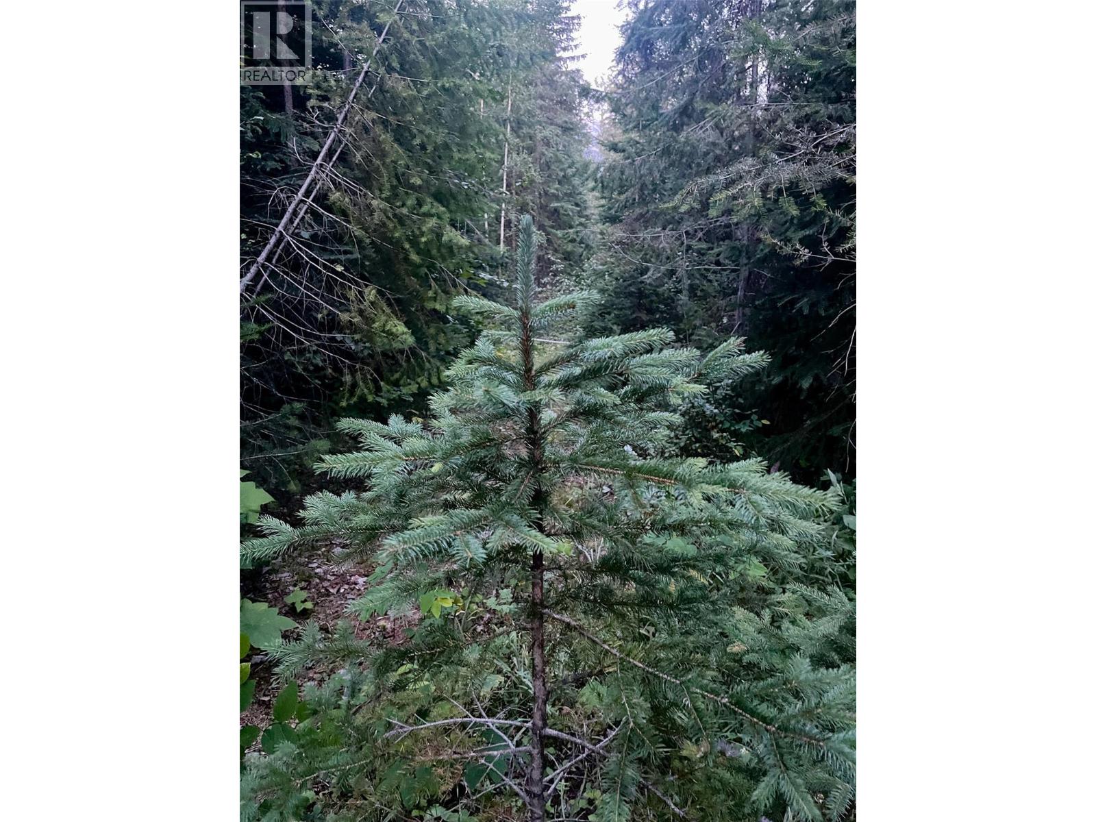 Lot 1 Neville Road, Golden, British Columbia  V0A 1H0 - Photo 11 - 10397262
