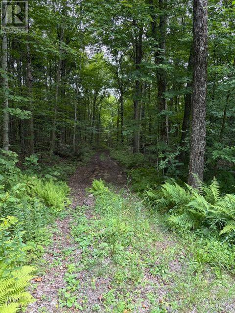 0 Billie Bear Road, Lake Of Bays (Sinclair), Ontario  P0A 1H0 - Photo 17 - X13677274