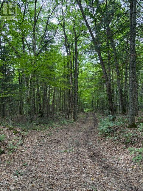 0 Billie Bear Road, Lake Of Bays (Sinclair), Ontario  P0A 1H0 - Photo 18 - X13677274