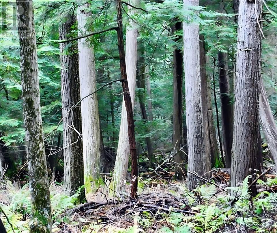 0 Stewart's Island, Drummond/north Elmsley, Ontario K0G 1A0 - Photo 7 - X13521760
