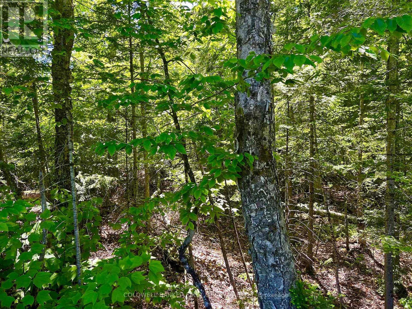 00 Buckshot Lake Road, Addington Highlands, Ontario  K0H 1K0 - Photo 5 - X13423972