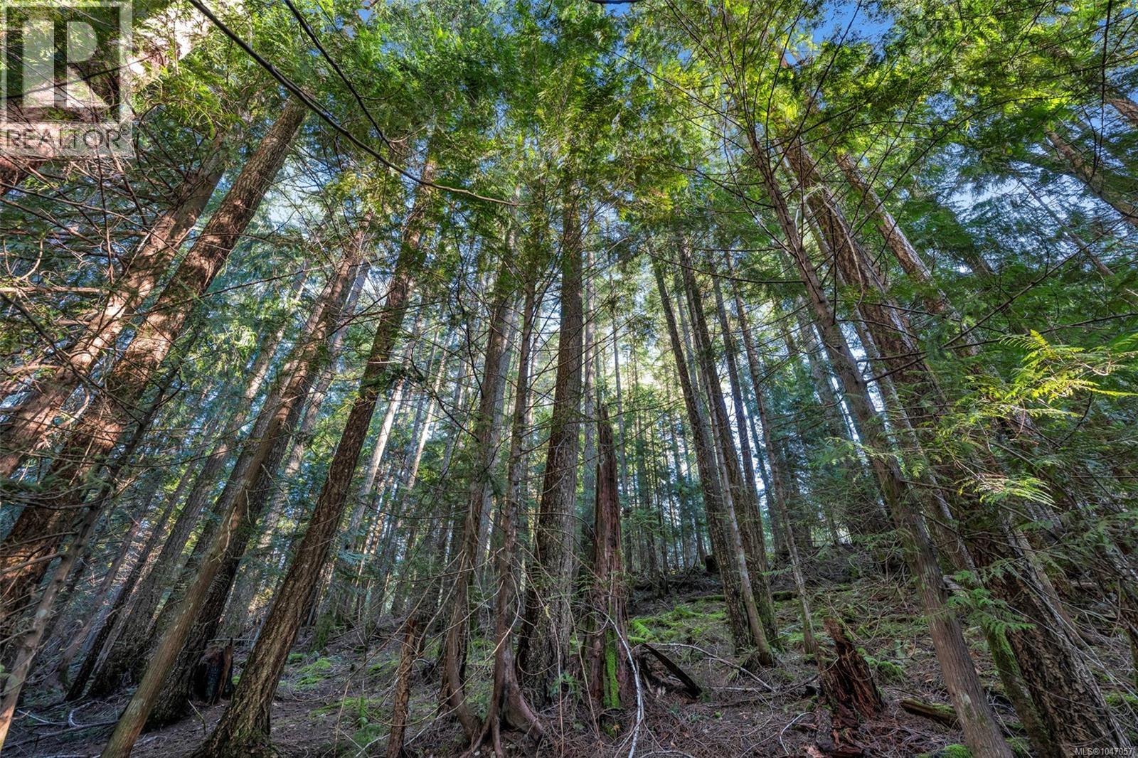 8965 Meades Creek Rd, Lake Cowichan, British Columbia  V0R 2G0 - Photo 11 - 1047057