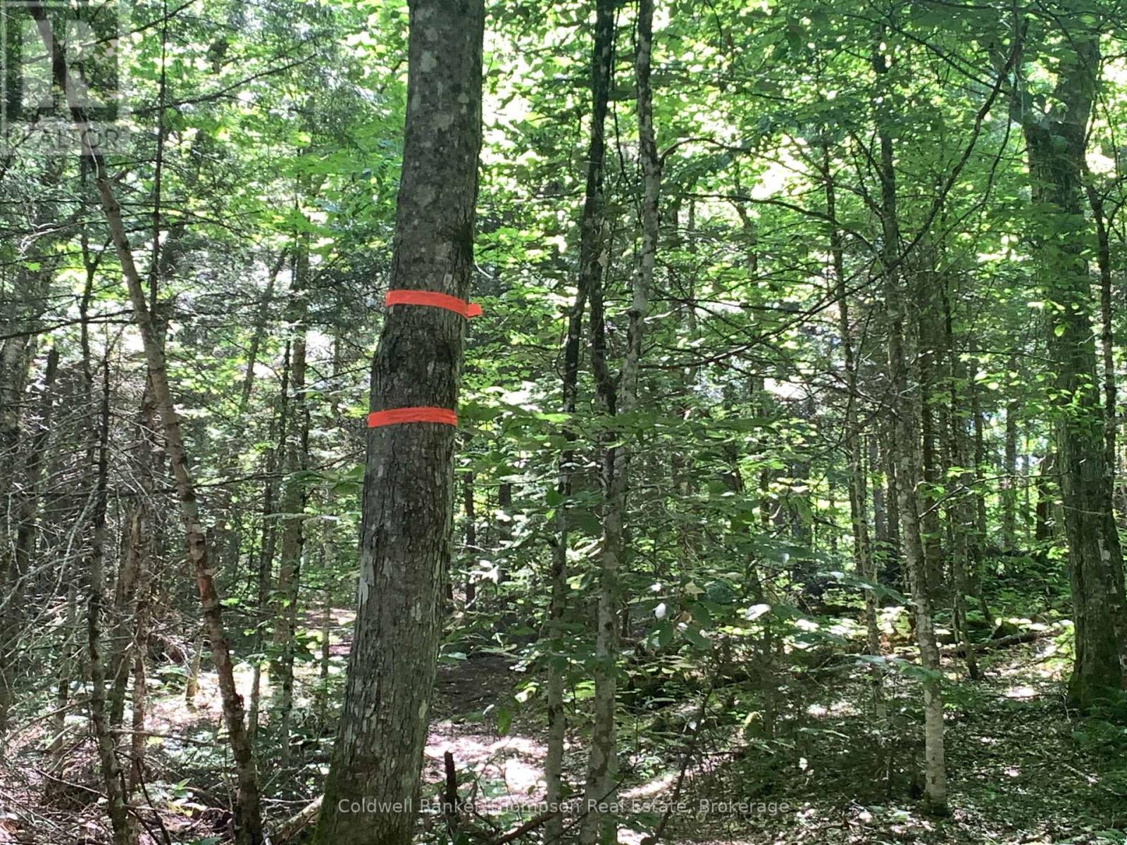 Lot 12 Con 2 N/a Trail, Lake Of Bays, Ontario P1L 1X3 - Photo 2 - X13685564