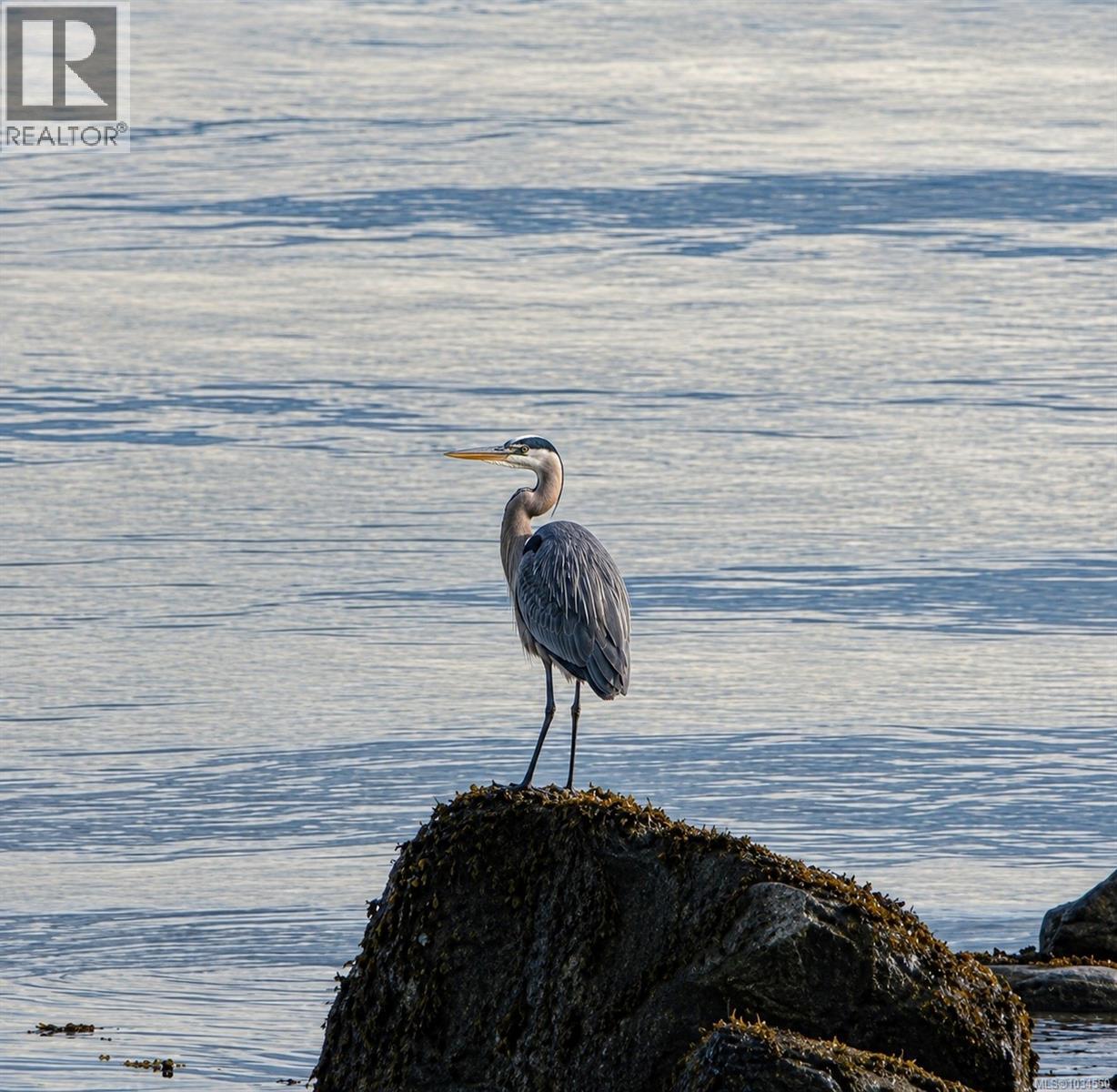 4123 Island Hwy S, Campbell River, British Columbia  V9H 1E9 - Photo 61 - 1034550