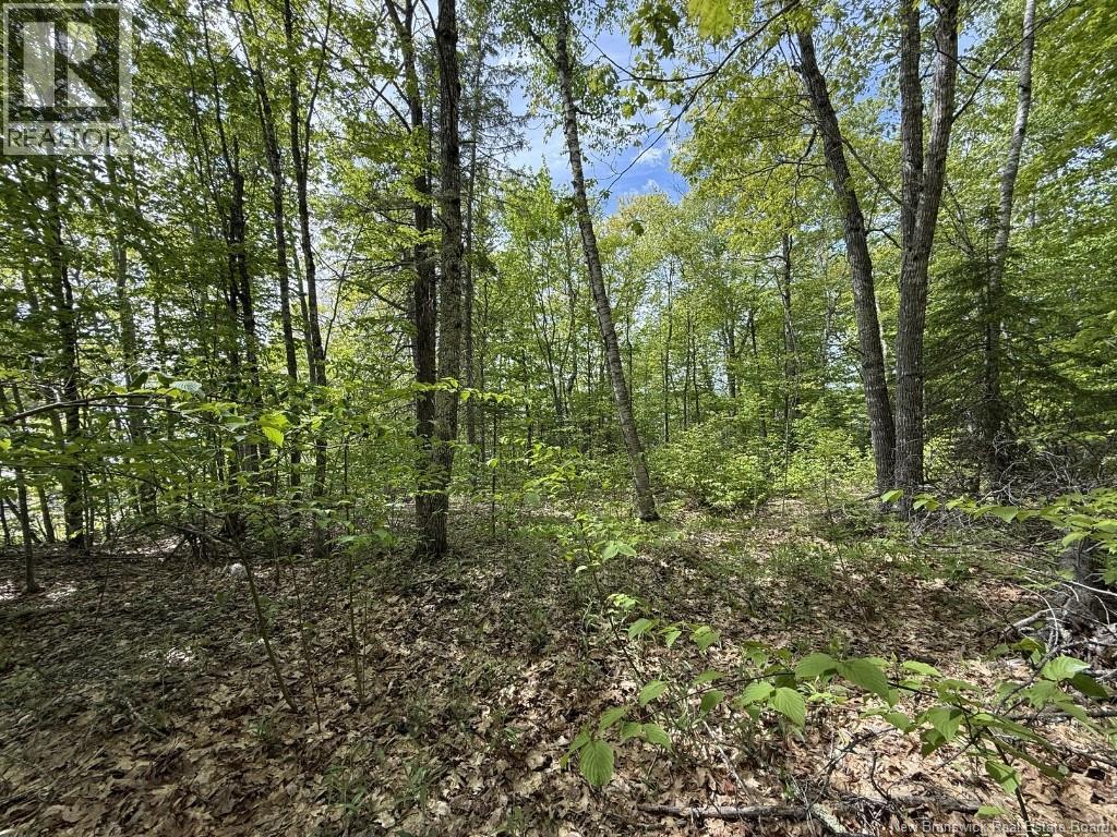 Lot 2010-01 Akerley Wharf Road, Cambridge-Narrows, New Brunswick  E4C 4E6 - Photo 14 - NB139017