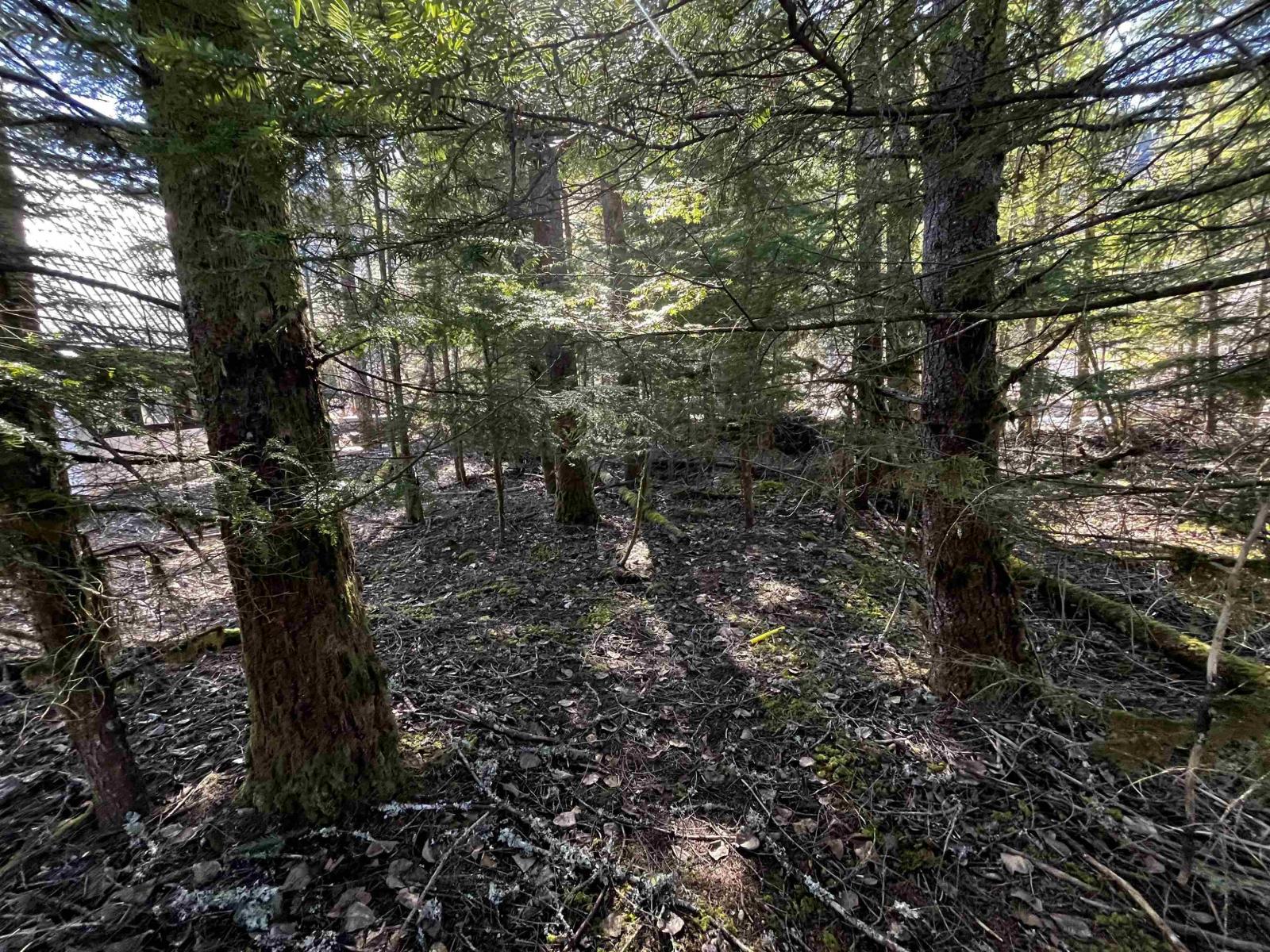 Sve29 Old Hope Princeton Highway, Sunshine Valley, Sunshine Valley, British Columbia  V0X 1L5 - Photo 6 - R3157559