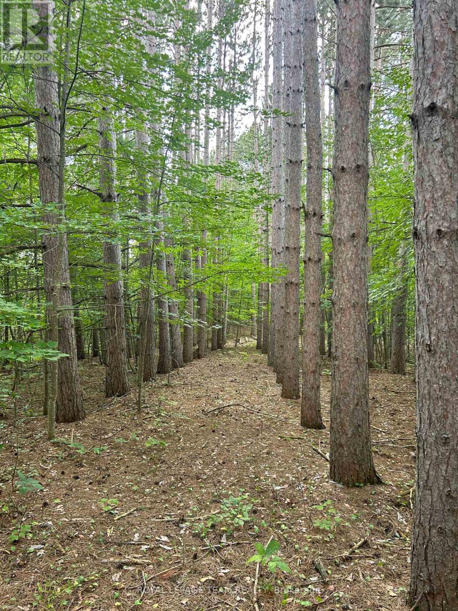 Lot 7 Pond Road, Tay Valley, Ontario  K0H 2B0 - Photo 10 - X13679744